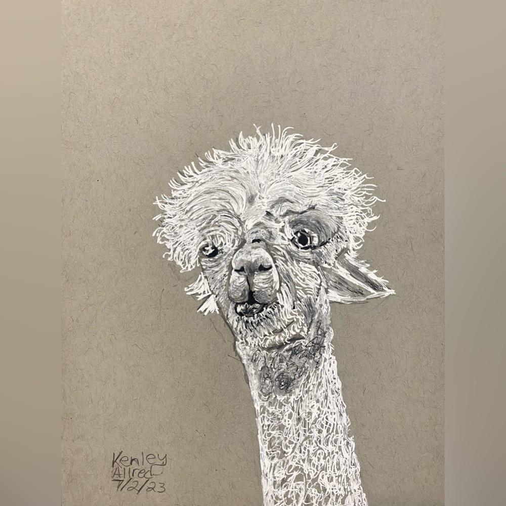 Original Art Alpaca Ink Drawing on Gray Toned Paper Size 6”x8”